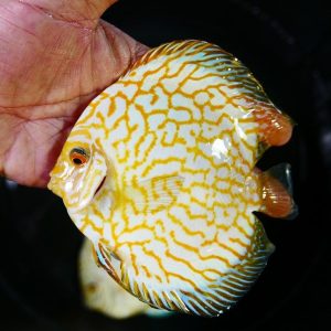 Discus checkerboard yellow