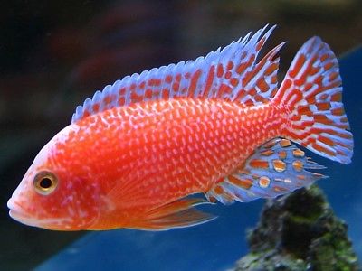 Aulonocara sp. firefish - immagine 3