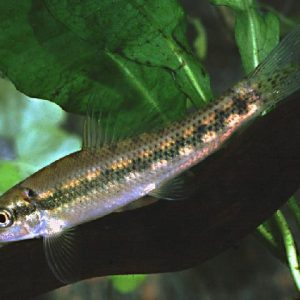 Gyrinocheilus aymonieri (mangia alghe cinese )