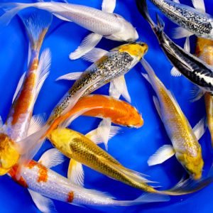 Carpa koi pinna a velo