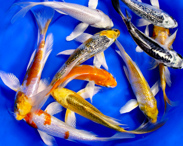 Carpa koi pinna a velo - immagine 2