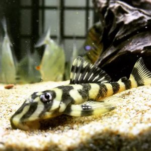 Lithoxus sp. butterfly l52