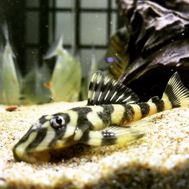 Lithoxus sp. butterfly l52