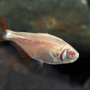 Hemigrammus Caudovittatus ( gold)