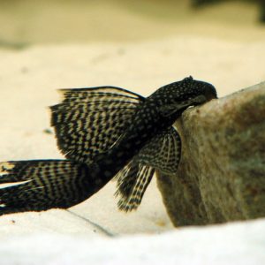 Ancistrus sp. pinne a velo