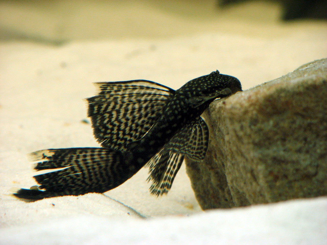 Ancistrus sp. pinne a velo