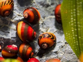 Vittina waigiensis - immagine 3