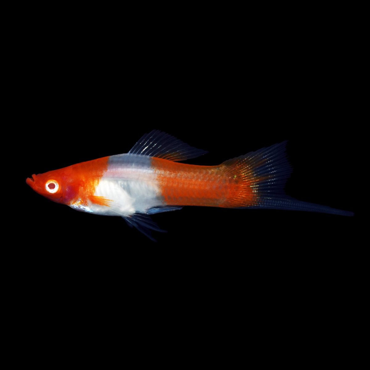 Xiphophorus helleri koi - immagine 2