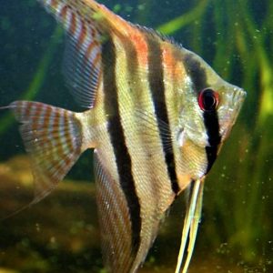 Pterophyllum scalare Santa Isabel