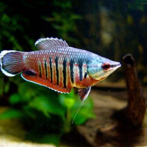 Sphaerichthys vaillanti