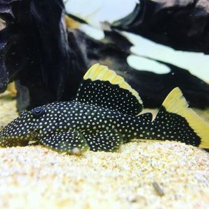 l081 Baryancistrus sp.