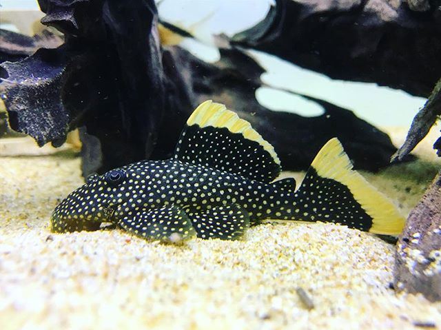 l081 Baryancistrus sp. - immagine 2