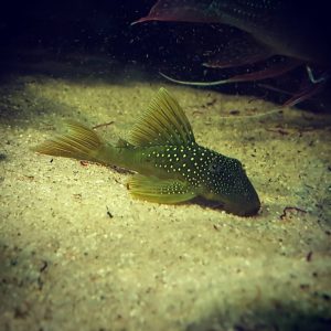 l200 hemiancistrus subviridis