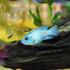 Andinoacara pulcher blue