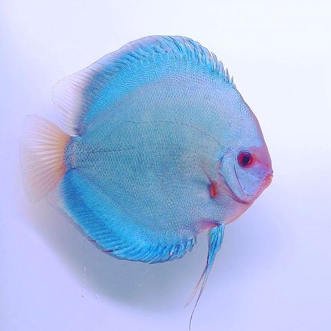 Discus Blu Diamond - immagine 2