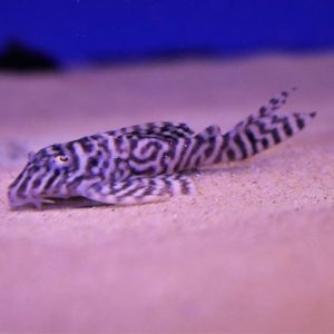 L066 Hypancistrus sp.tiger