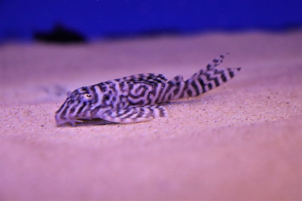 L066 Hypancistrus sp.tiger - immagine 2