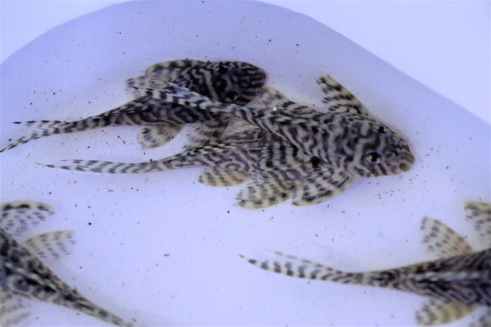 L066 Hypancistrus sp.tiger - immagine 3