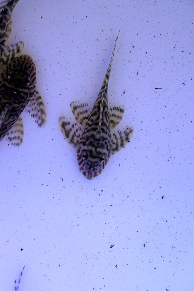 L066 Hypancistrus sp.tiger - immagine 4