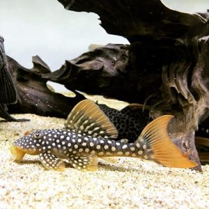 L014 Scobinancistrus aureatus