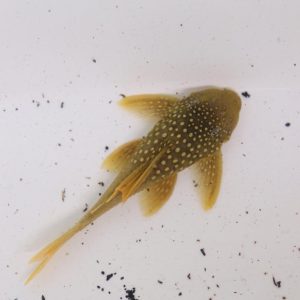 L200A Baryancistrus demantoides