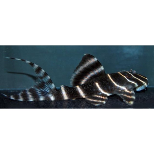 l204 panaqolus albivermis - immagine 2