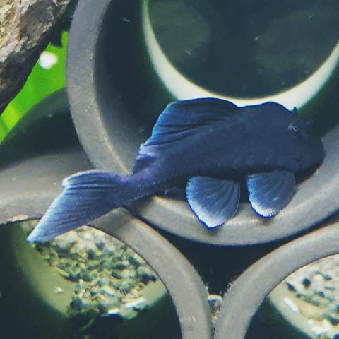 Baryancistrus beggini L239