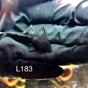 ancistrus dolichopterus l183