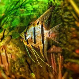 Pterophyllum scalare rio nanay