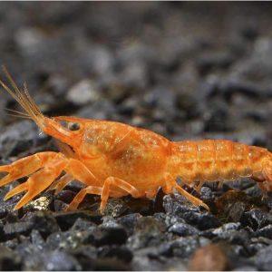 Cambarellus patzcuarensis