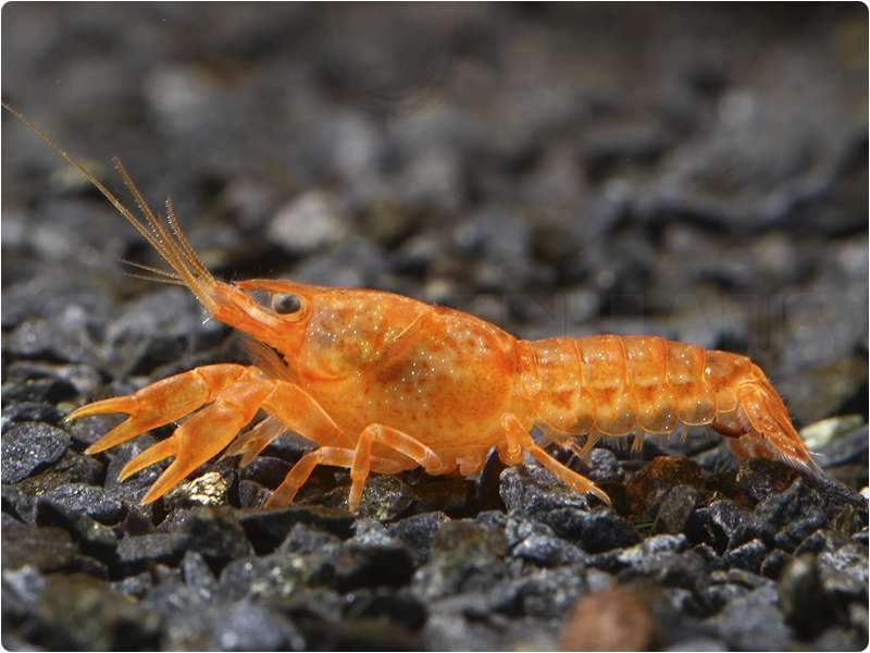 Cambarellus patzcuarensis