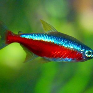 Paracheirodon Axelrodi (10) offerta