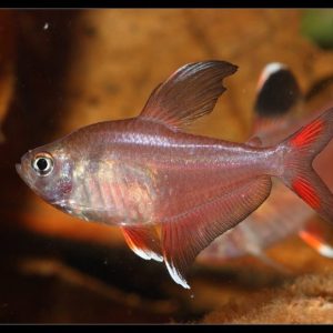 Hyphessobrycon bentosi