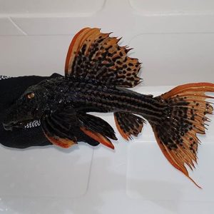 L25 Pseudacanthicus pirarara