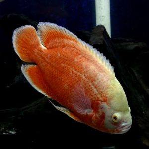 Astronotus ocellatus albino red