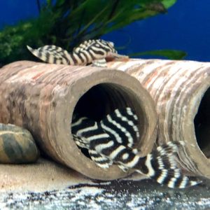 Hypancistrus l333