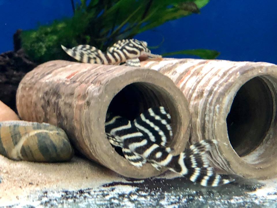 Hypancistrus l333
