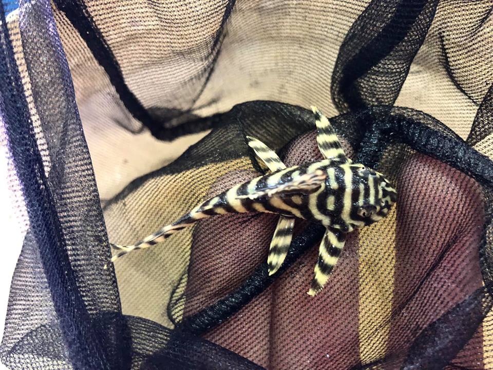 Hypancistrus l333 - immagine 3