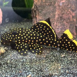 L18 Baryancis.sp.GOLDEN-NUGGET