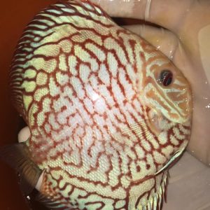 Discus Pigeon checkerboard