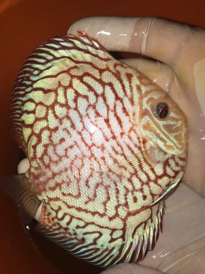 Discus Pigeon checkerboard