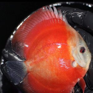 Discus Red rose