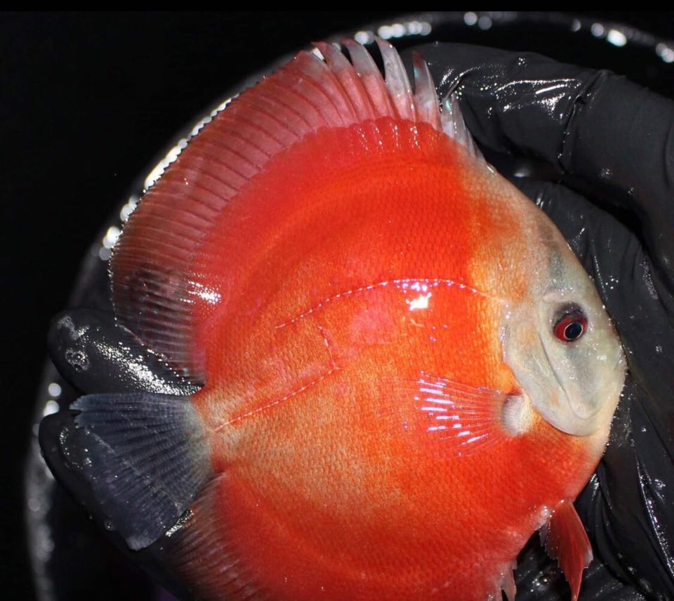 Discus Red rose - immagine 2