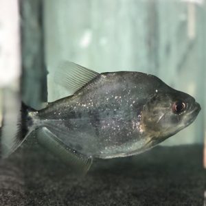 Serrasalmus rhombeus black