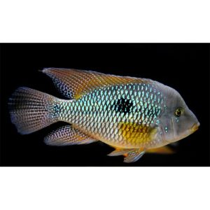 geophagus brasiliensis