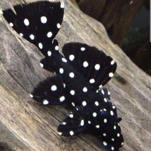 LDA33 baryancistrus snowflake