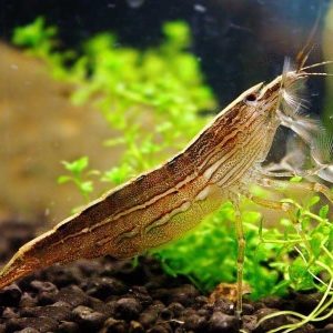 Atyopsis moluccensis