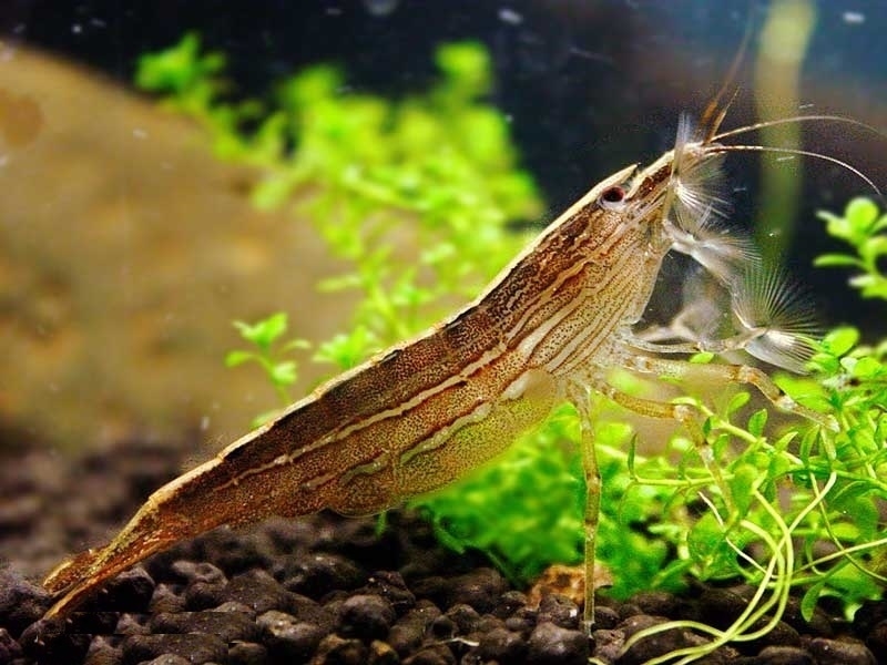 Atyopsis moluccensis