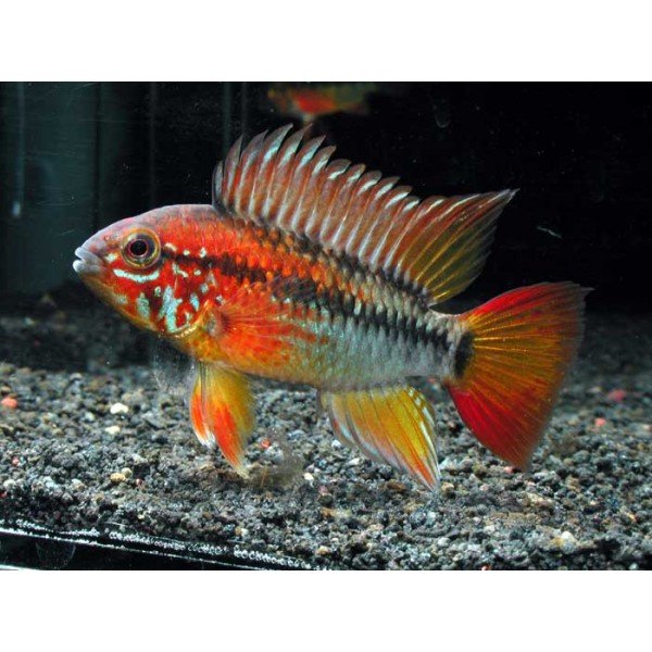 Apistogramma sp. viejeta