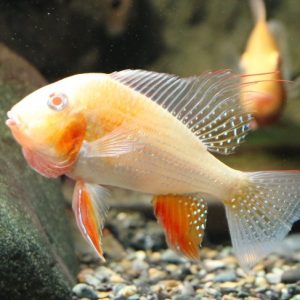 Acarichthys heckelii albino
